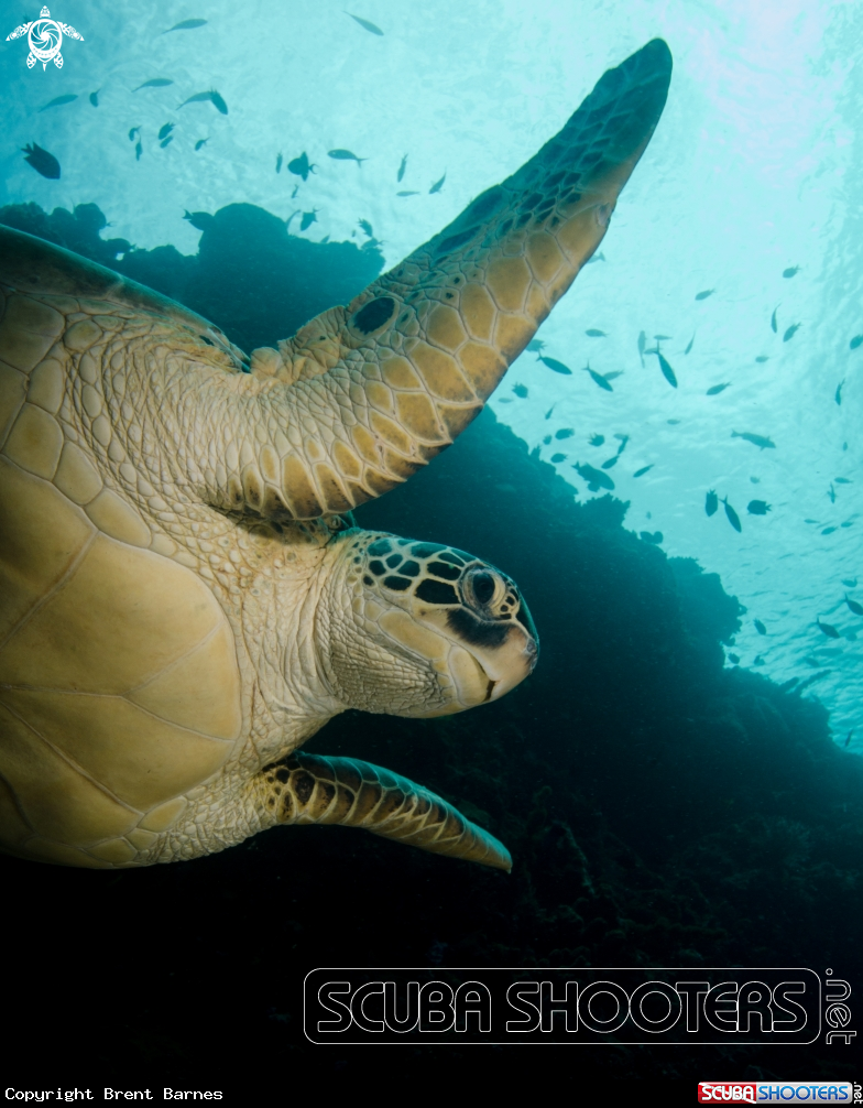 A Green Turtle