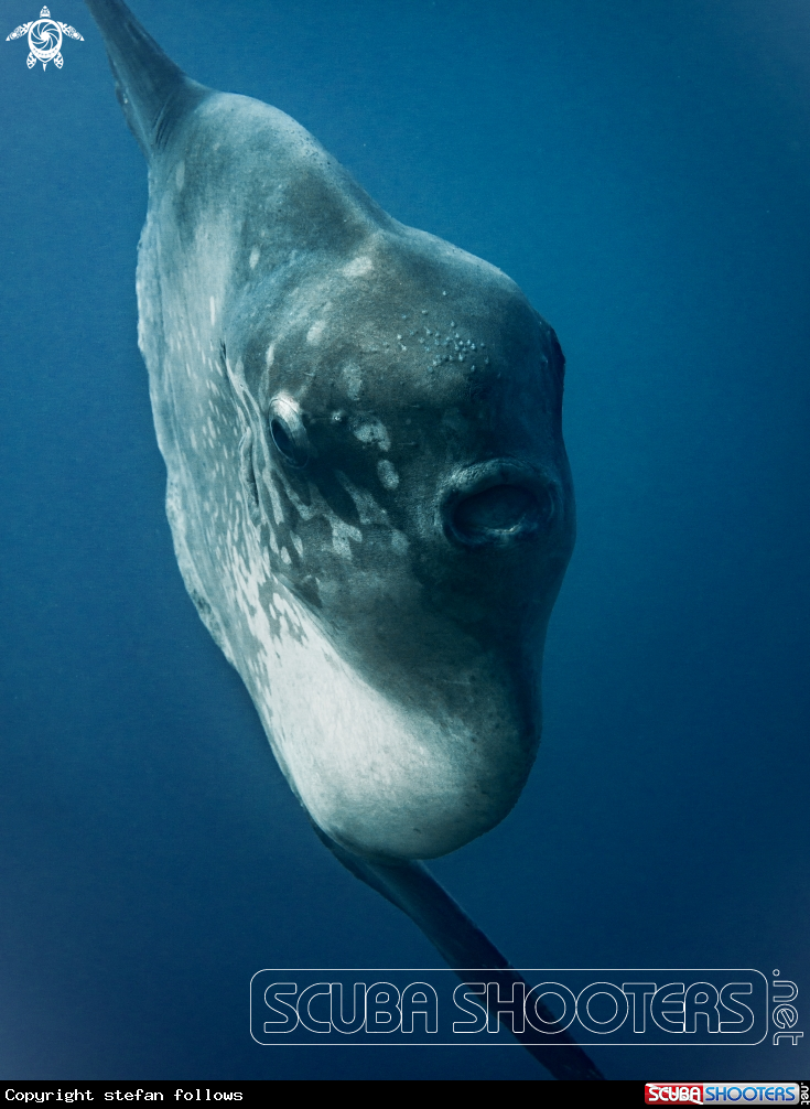 A Southern Ocean Sunfish