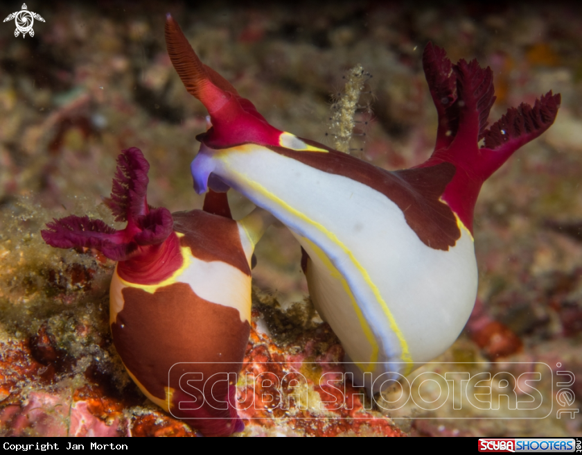 A Nembrotha chamberlaini mating pair