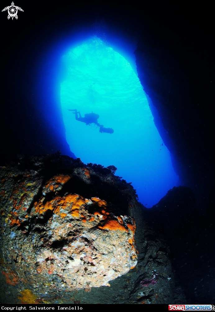 A underwater creature