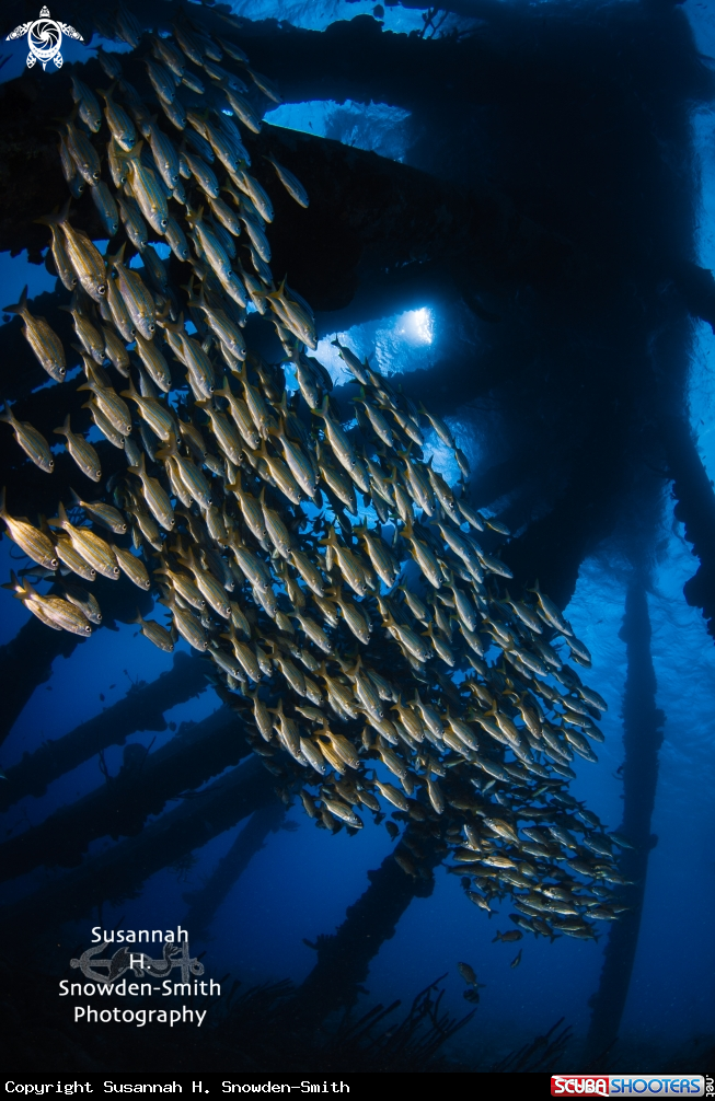 A yellow striped grunts