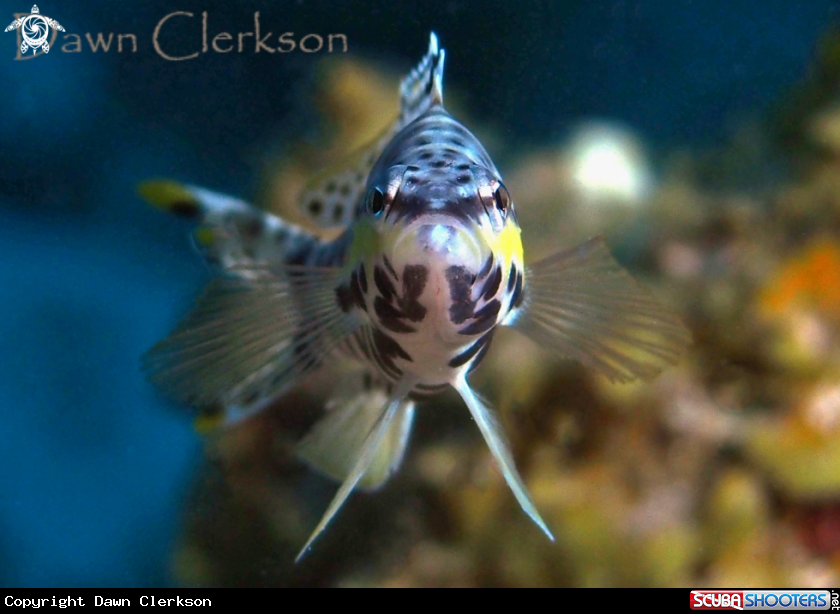 A Harlequin Bass