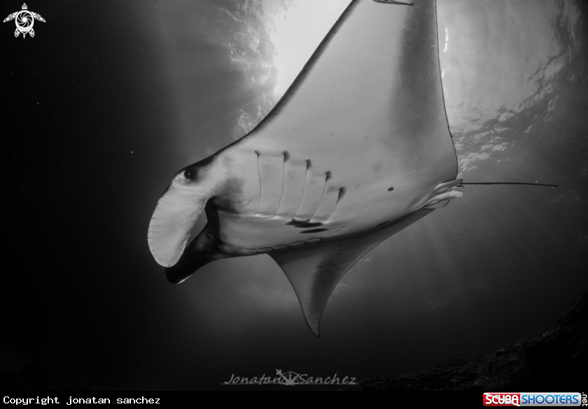 A Manta ray