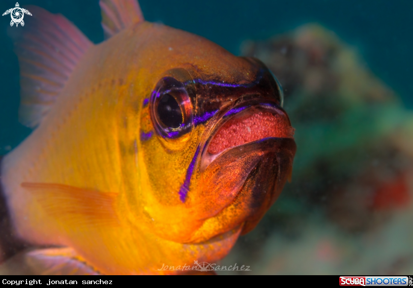 A Cardinal fish