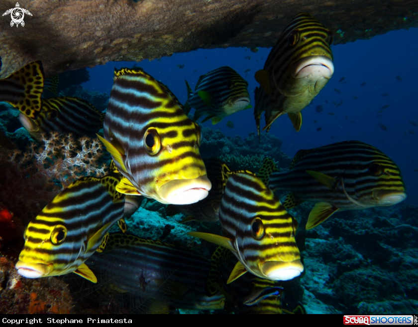 A Oriental sweetlips