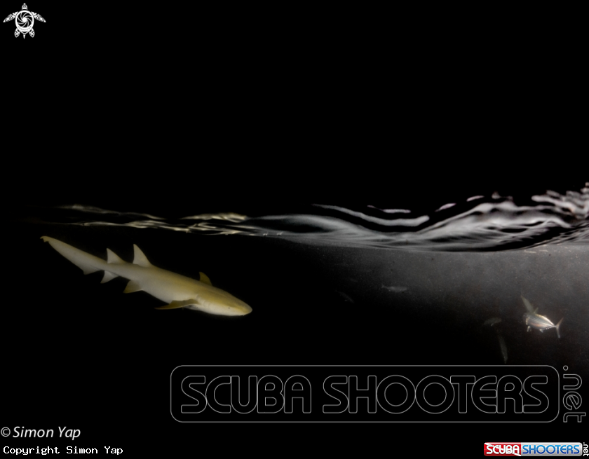 A Tawny Nurse Shark, Oriental Bonito