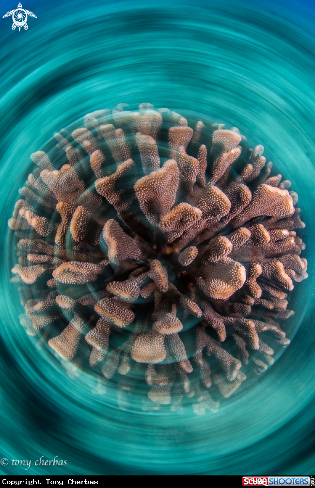 A Exydoyi Coral