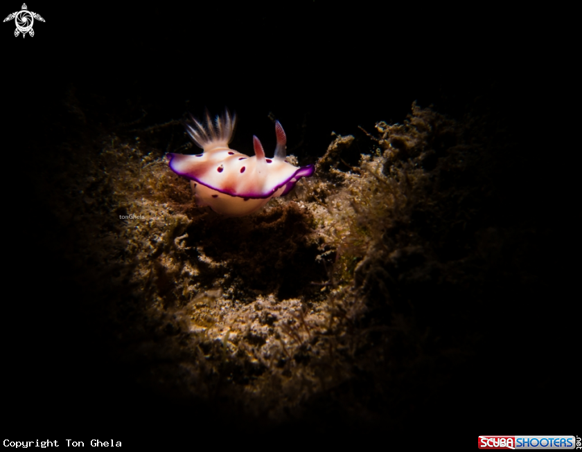 A Nudibranch
