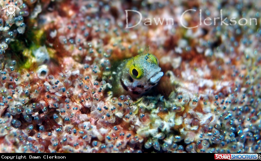 A Spinyhead Blenny