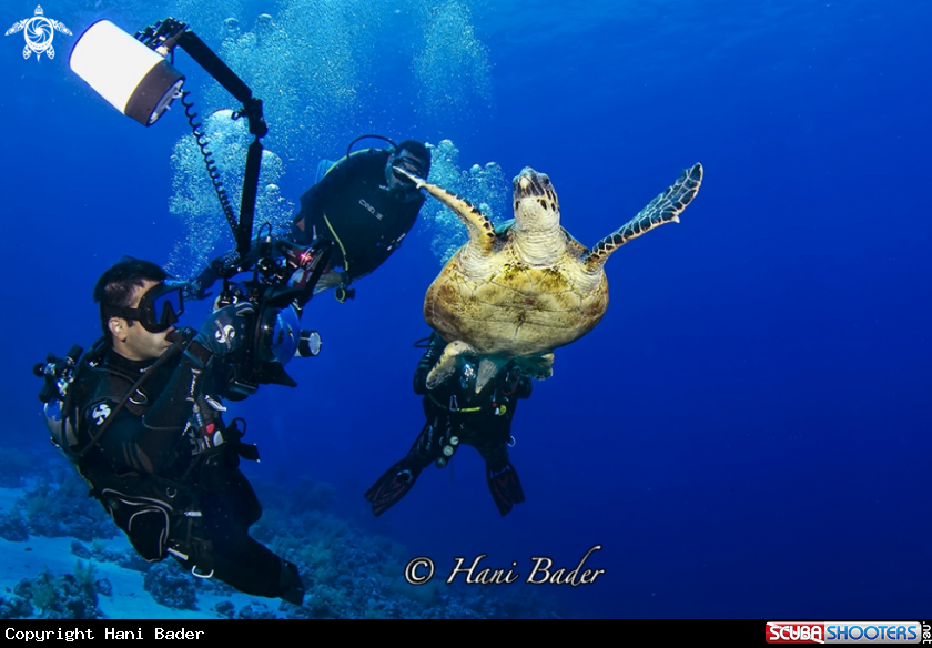 A Turtle 