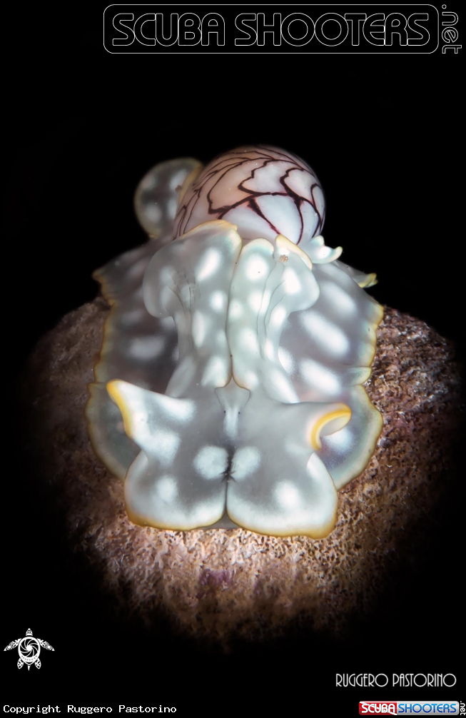 A Bubble snail