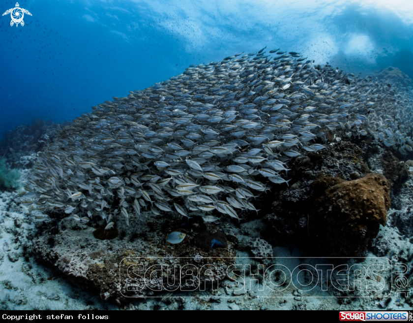 A Oxeye Scad