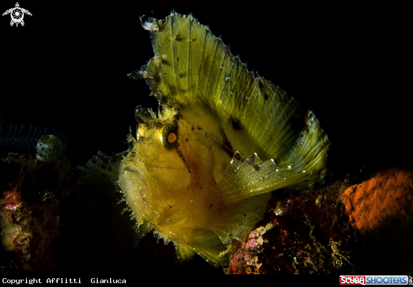A Leaf scorpionfish