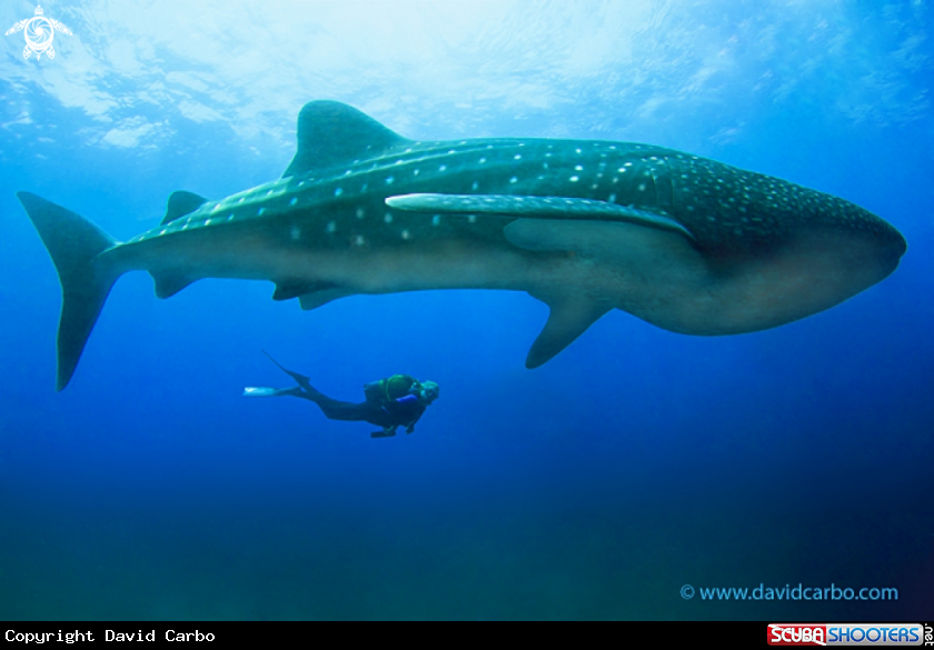 A Tiburón ballena