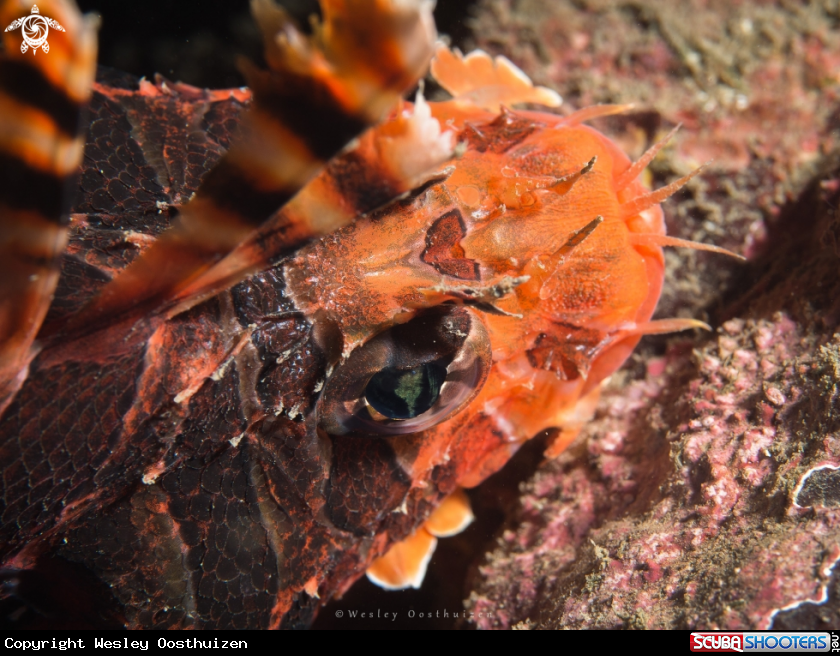 A Lionfish