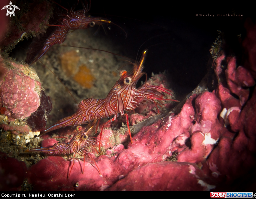 A  Bruce's hinge-beak shrimp