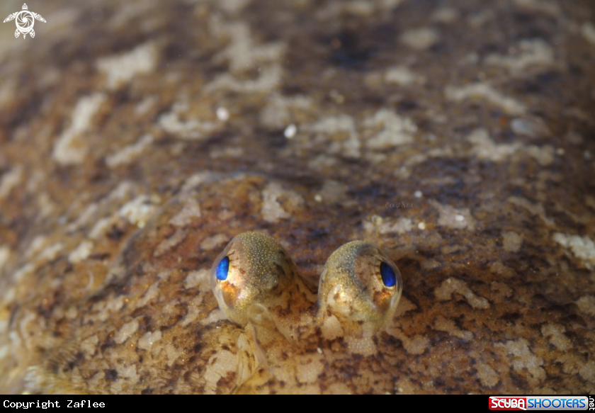 A FLOUNDER