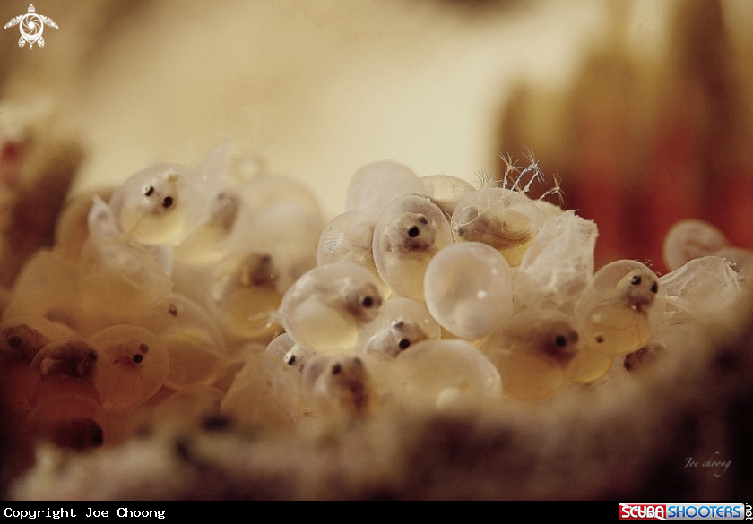 A Frogfish eggs
