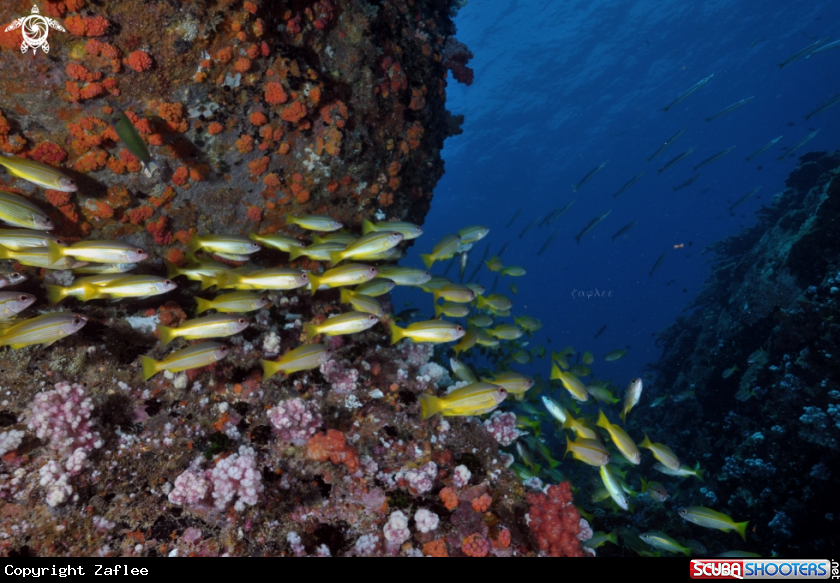 A Yellow Tailed Snapper