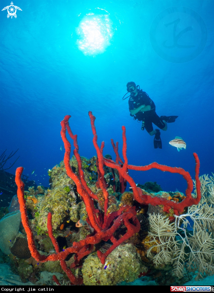 A red rope sponges