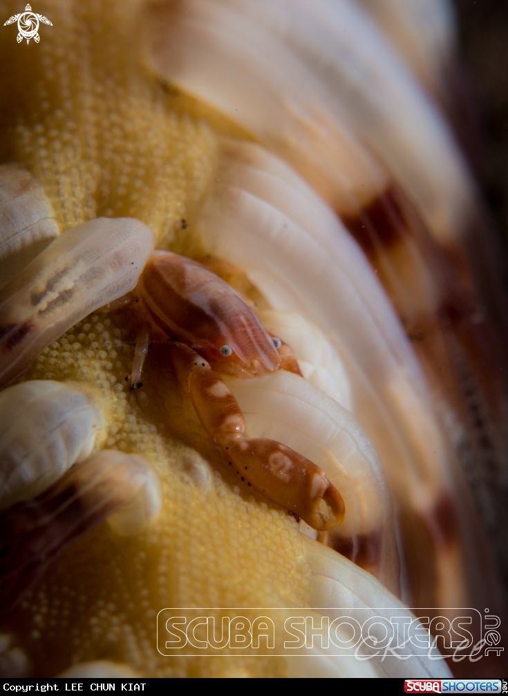 A CRAB