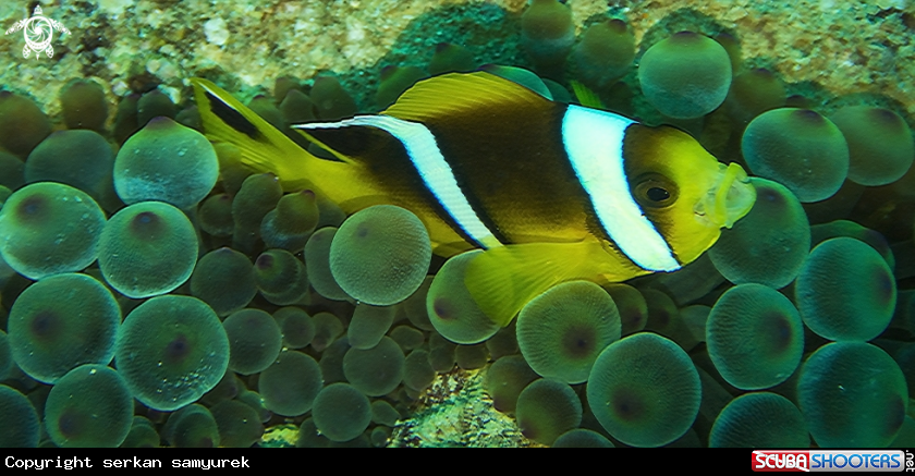 A clownfish