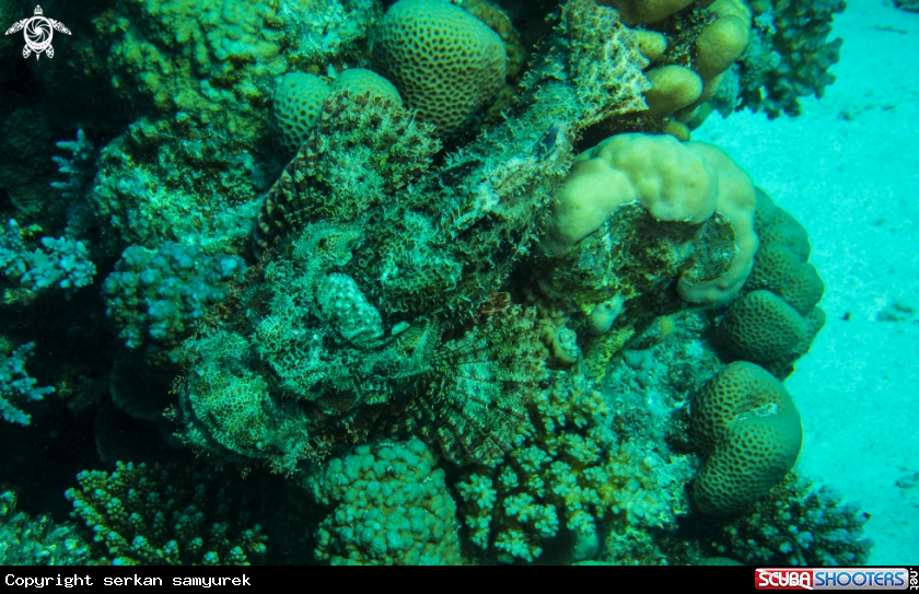 A scorpion fish
