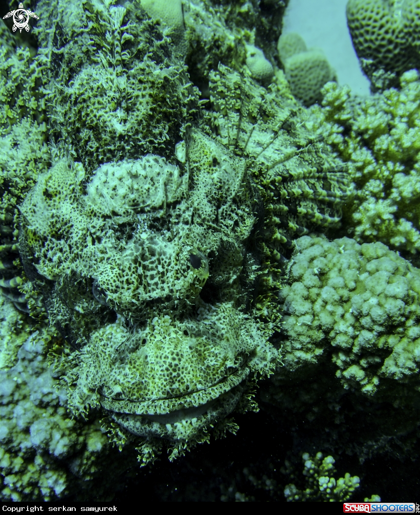 A scorpion fish