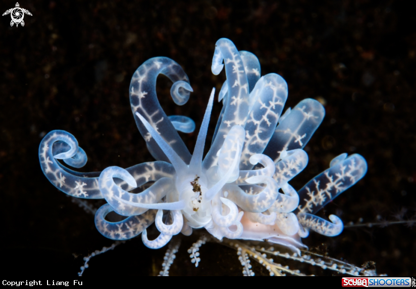 A Phyllodesmium sp.