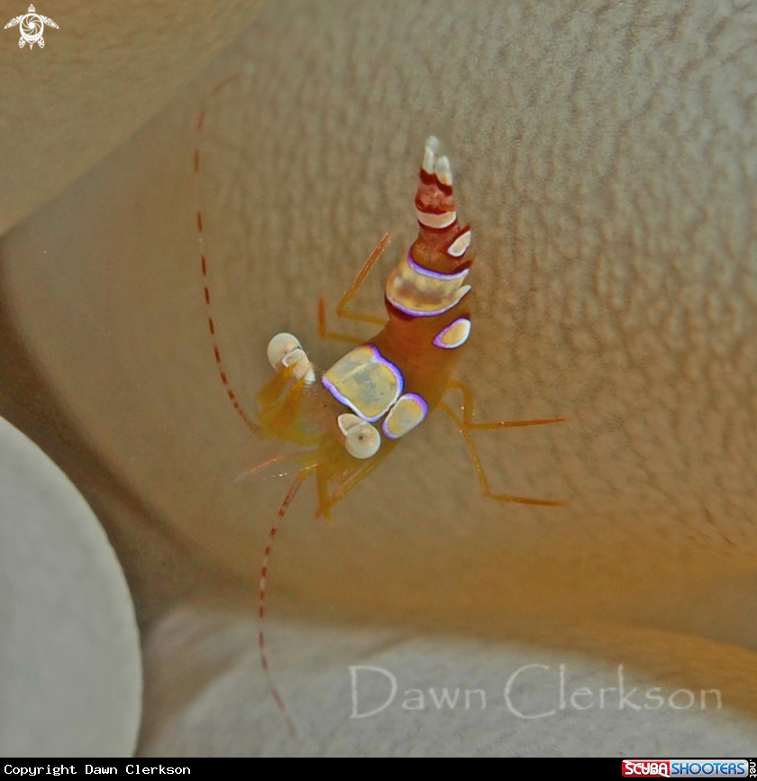 A Squat Anemone Shrimp