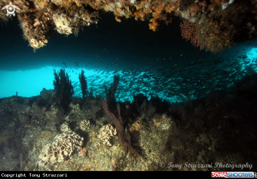 A The Temple Cave