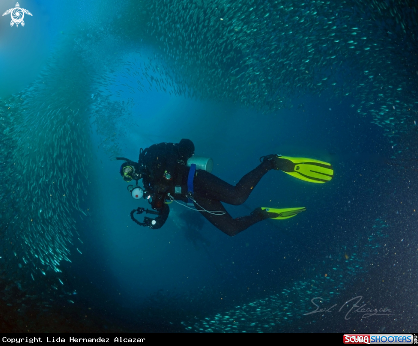 A Sardine Run