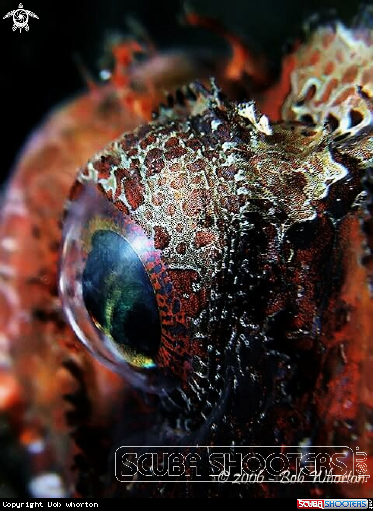 A Lionfish sp