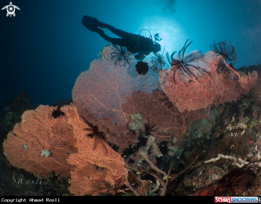 A Silhouette Diver