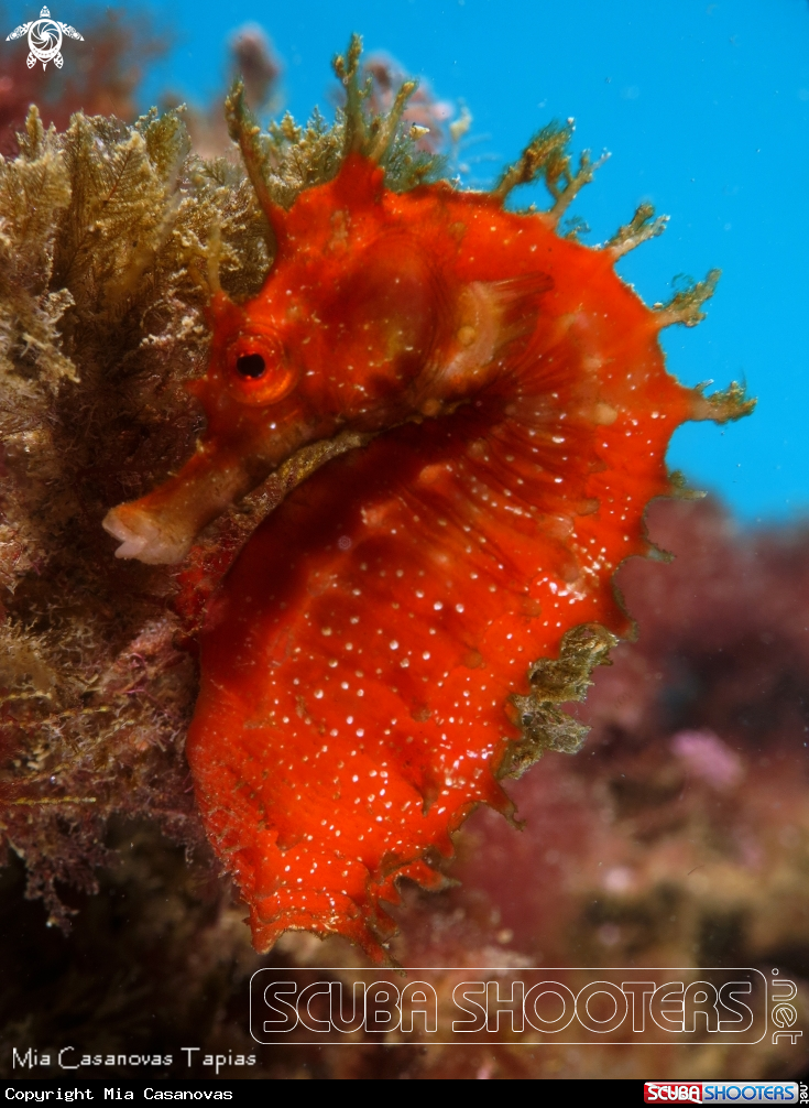 A Sea Horse