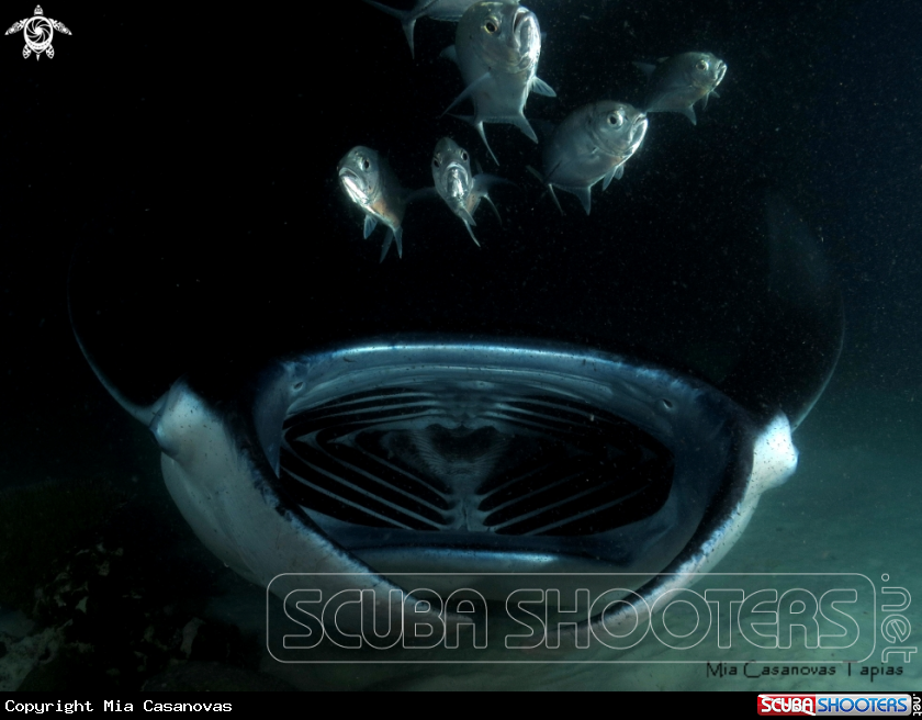A Manta ray