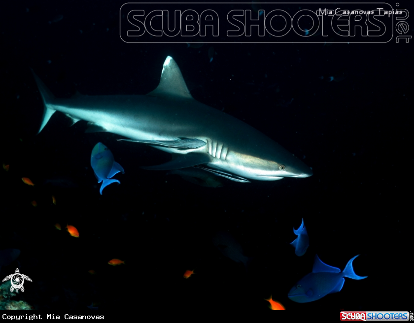 A Grey shark