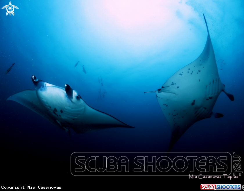 A Manta ray