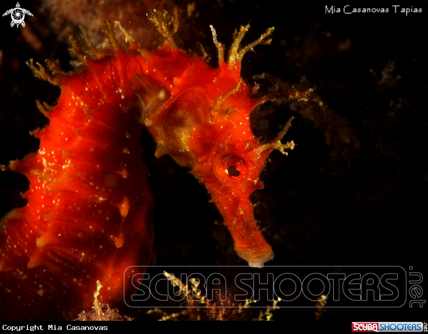 A seahorse
