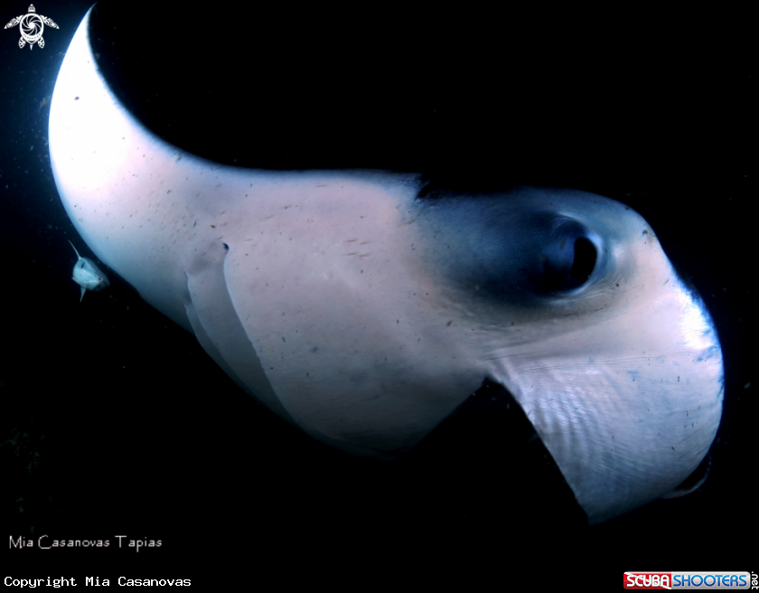 A Manta ray