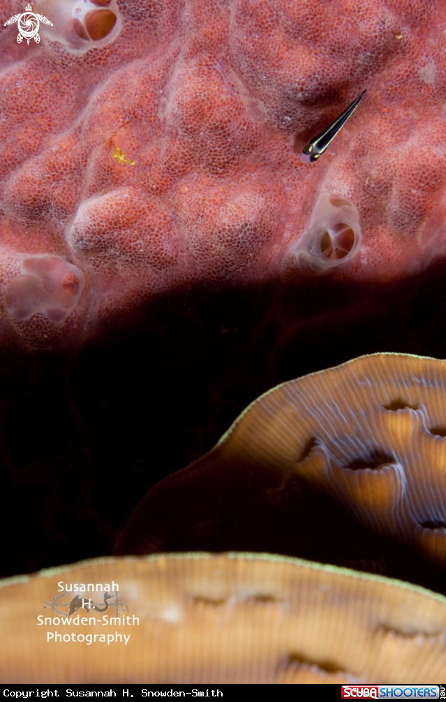 A Sharknose Goby
