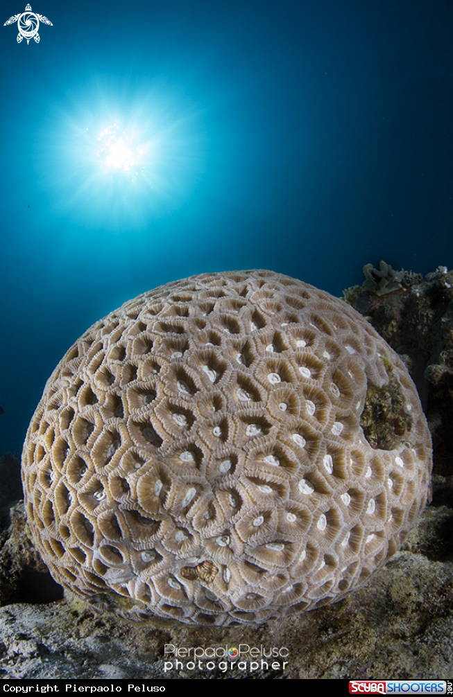 A Coral