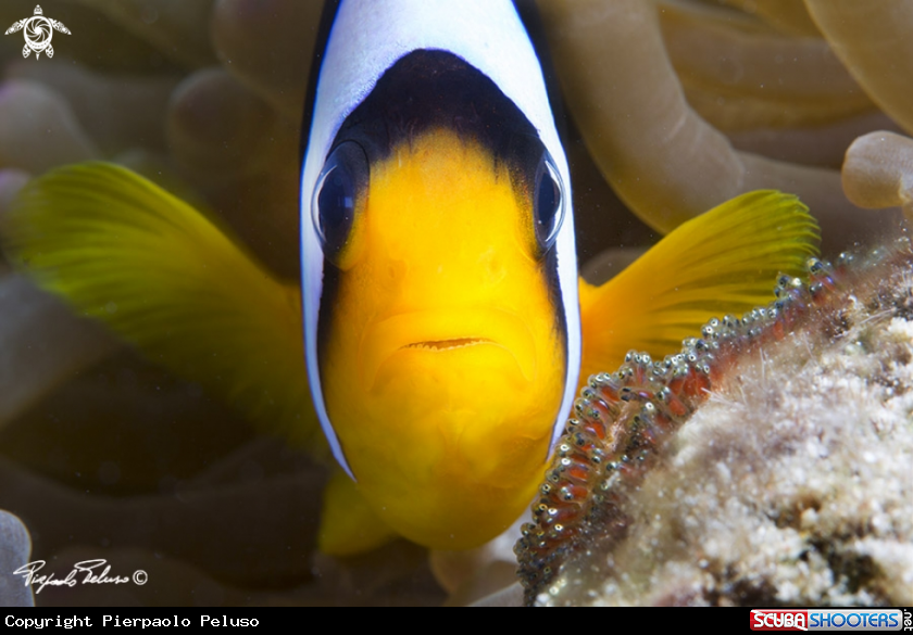 A Clownfish