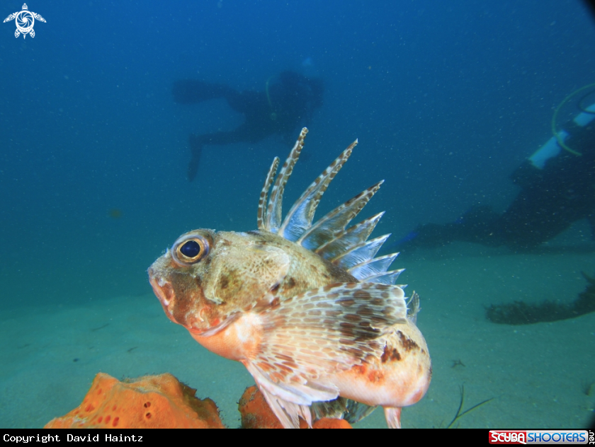 A Gurnard