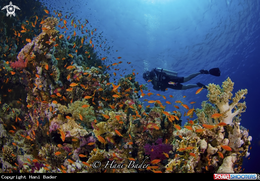 A soft coral