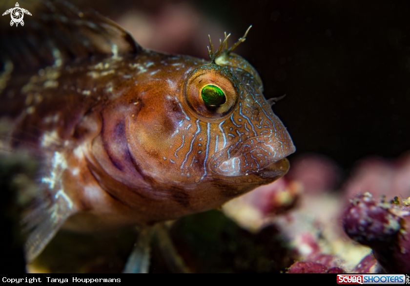 A Seaweed Blenny