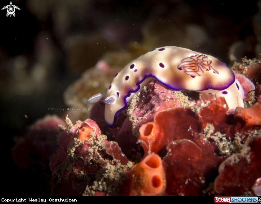 A Leopard head flapper nudibranch