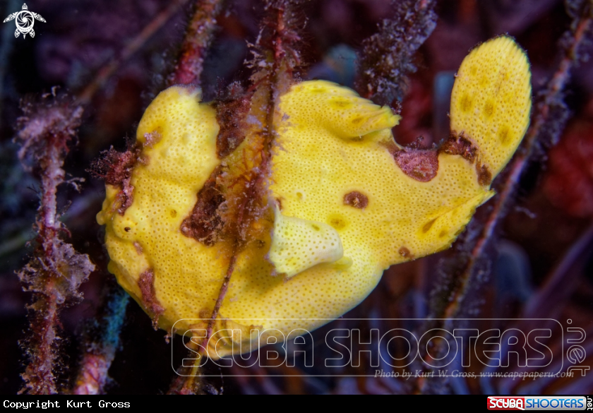 A Frogg Fish is hunting