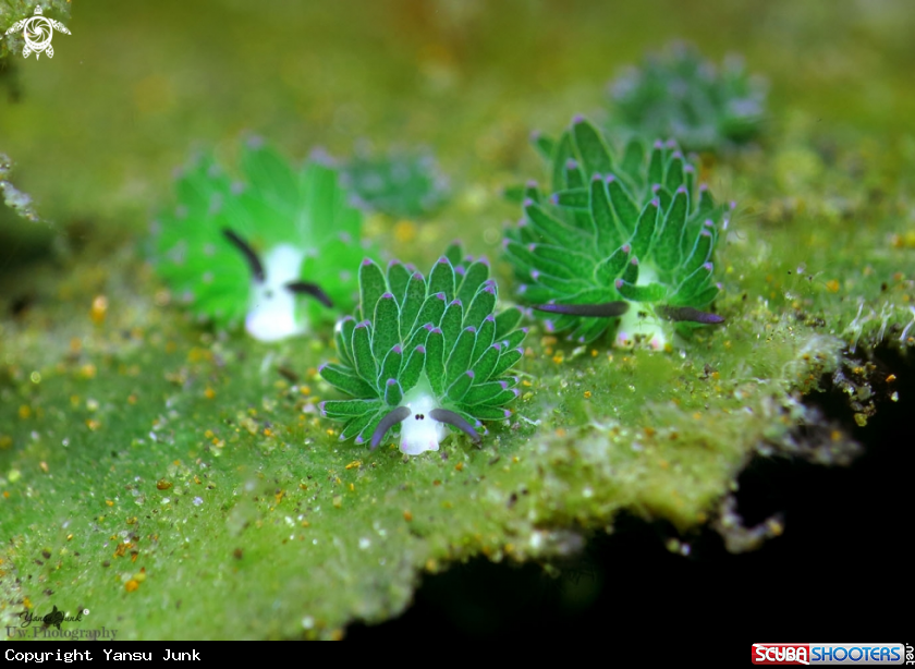 A Costasiella sp
