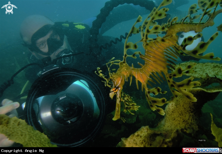A Leafy Sea Dragon